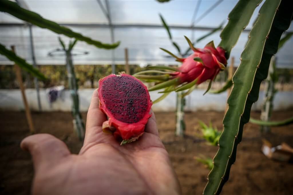 Bursa Ejder Meyvesi Dragon Fruit Pitaya ve Fidesi